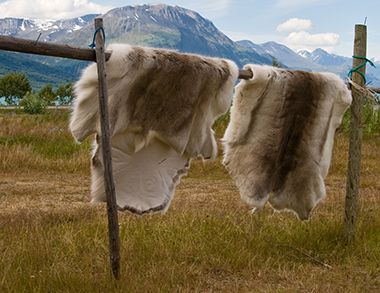 Reindeer Hides